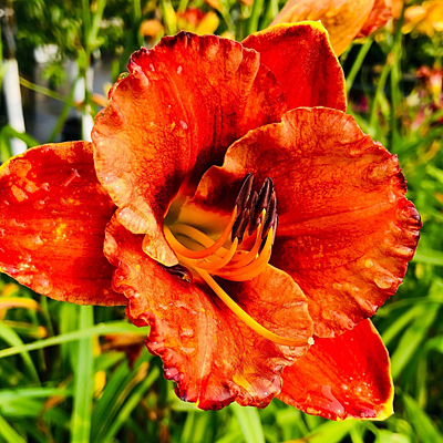 Hemerocallis 'Mighty Chestnut'