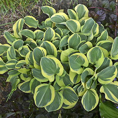 Hosta 'Mighty Mouse'