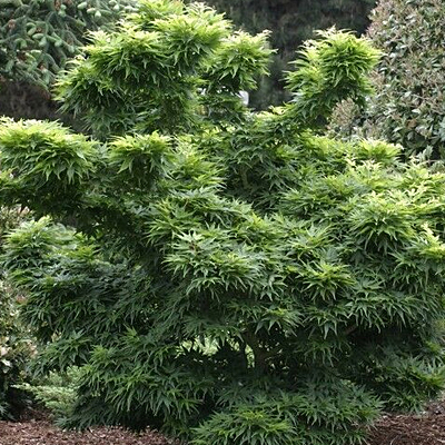 Acer pal. 'Mikawa Yatsubusa'