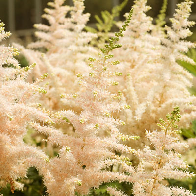 Astilbe c. 'Milk and Honey'