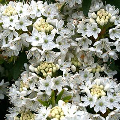 Rhododendron d. 'Milky Way'