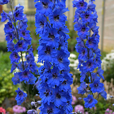 Delphinium e. 'Million Dollar Blue'
