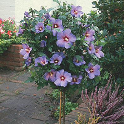 Hibiscus s. 'Minerva' (TREE)