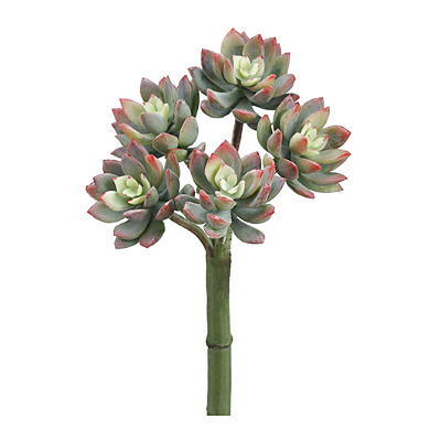 Succulent - Mini Echereria x5 Pick - Green, Red