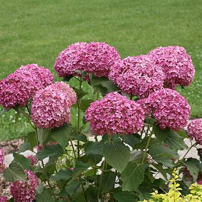 Hydrangea arb. 'Invincibelle Mini Mauvette'