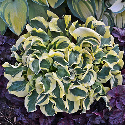 Hosta 'Mini Skirt'