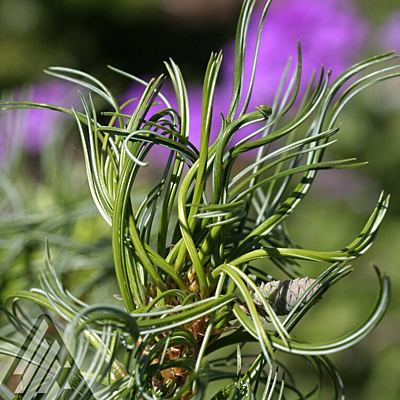 Pinus st. 'Mini Twist'