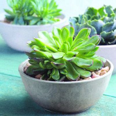Novelty Mini Bowl - White