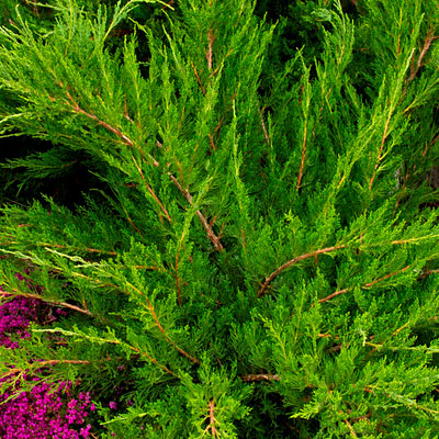 Juniperus ch. 'Mint Julep'