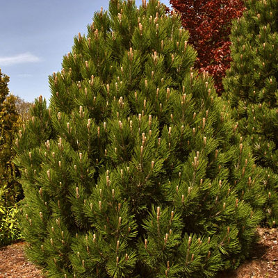 Pinus h. 'Mint Truffle'