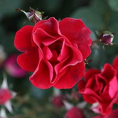 Rosa 'Miracle on the Hudson'