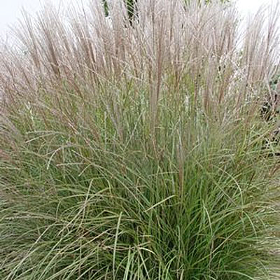 Miscanthus s. 'Adagio'