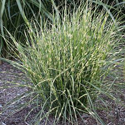 Miscanthus s. 'Bandwidth'