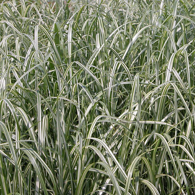 Miscanthus s. 'Cabaret'