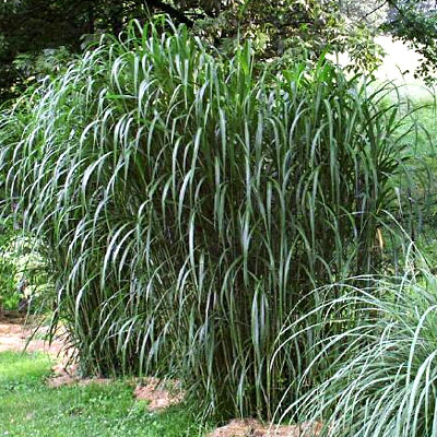 Miscanthus floridulus