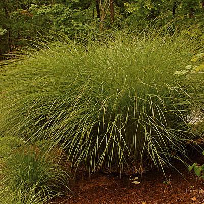 Miscanthus s. 'Gracillimus'