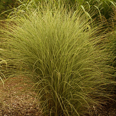 Miscanthus s. 'Morning Light'