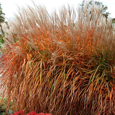 Miscanthus s. 'Purpurascens'