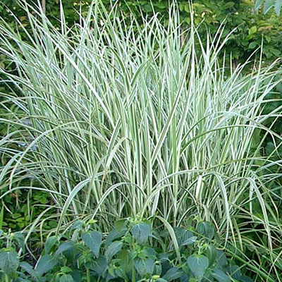 Miscanthus s. 'Rigoletto'