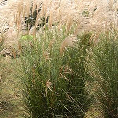 Miscanthus s. 'Scout'