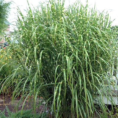 Miscanthus s. 'Strictus'