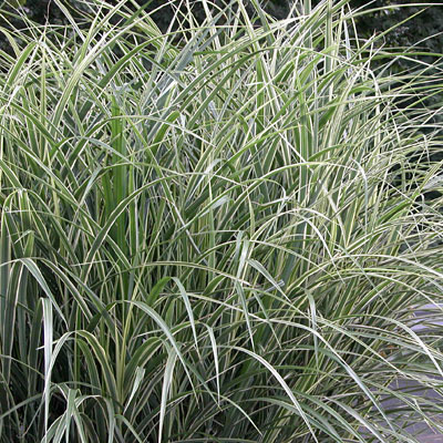 Miscanthus s. 'Variegatus'