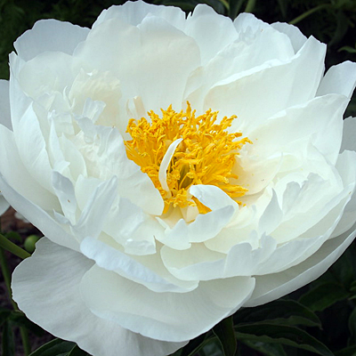 Paeonia l. 'Miss America'