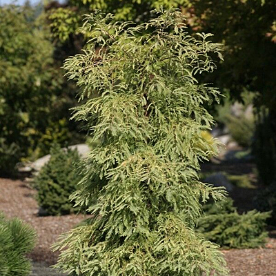 metasequoia glyptostroboides miss grace metasequoia glyptostroboides miss grace