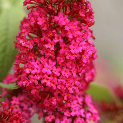 Buddleia x 'Miss Molly'