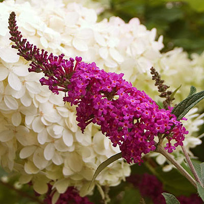 Buddleia x 'Miss Ruby'