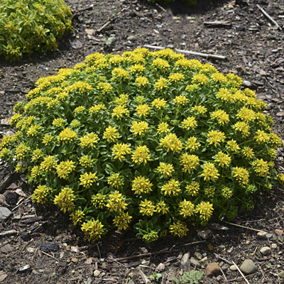 Sedum x 'Little Miss Sunshine'