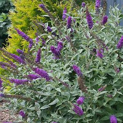 Buddleia x 'Miss Violet'