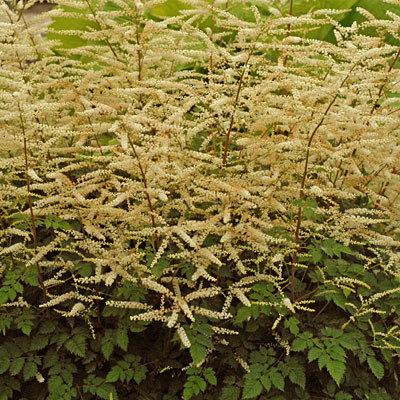 Aruncus x 'Misty Lace'