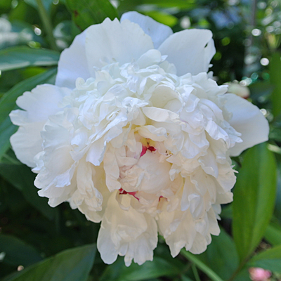 Paeonia l. 'Mme de Vernville'
