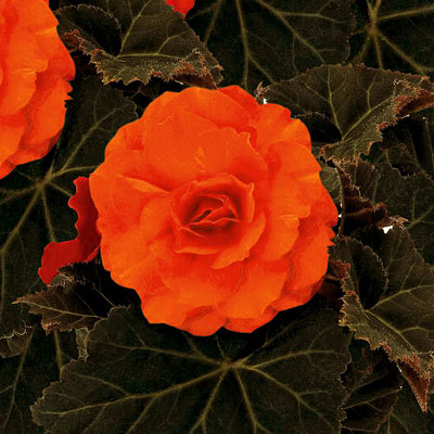 Begonia 'Nonstop Mocca Deep Orange'