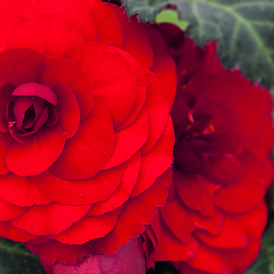 Begonia 'Nonstop Mocca Red'