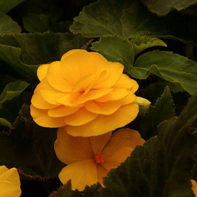 Begonia 'Nonstop Mocca Yellow'