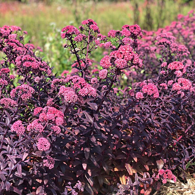 Sedum x 'Mojave Jewels Diamond'