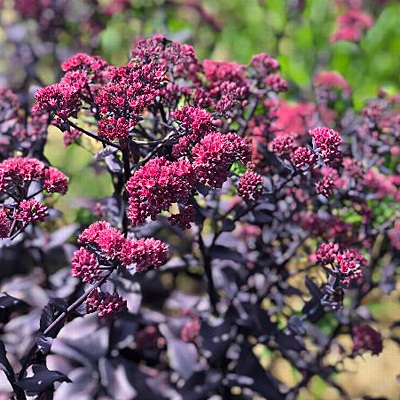Sedum x 'Mojave Jewels Ruby'