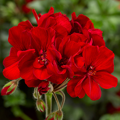 Geranium 'Mojo Dark Red'