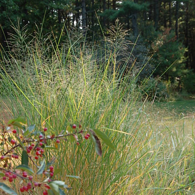 Molinia a. 'Skyracer'