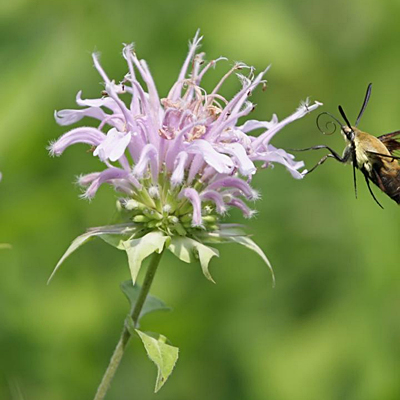 Monarda fistulosa