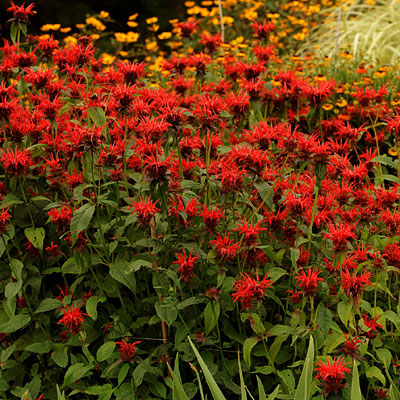 Monarda d. 'Jacob Cline'