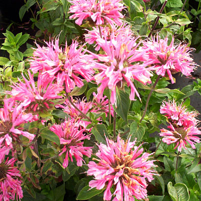 Monarda d. 'Marshall's Delight'