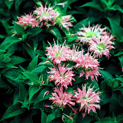 Monarda 'Petite Delight'