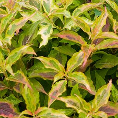 Weigela f. 'My Monet Sunset'