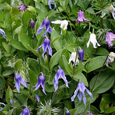Clematis in. 'Mongolian Bells'