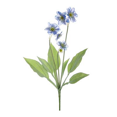 Monochoria Korsakowii Bush - Blue