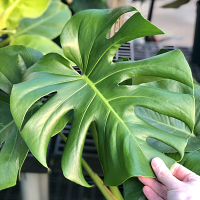 Monstera
