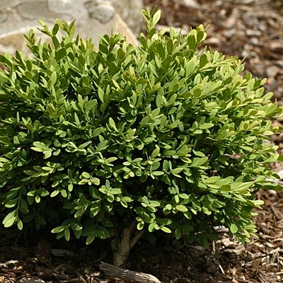 Buxus s. 'Mont Bruno'